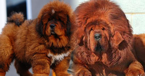 mastintibetano