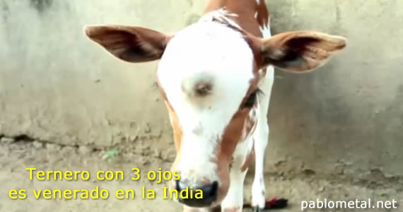 ternero3ojos