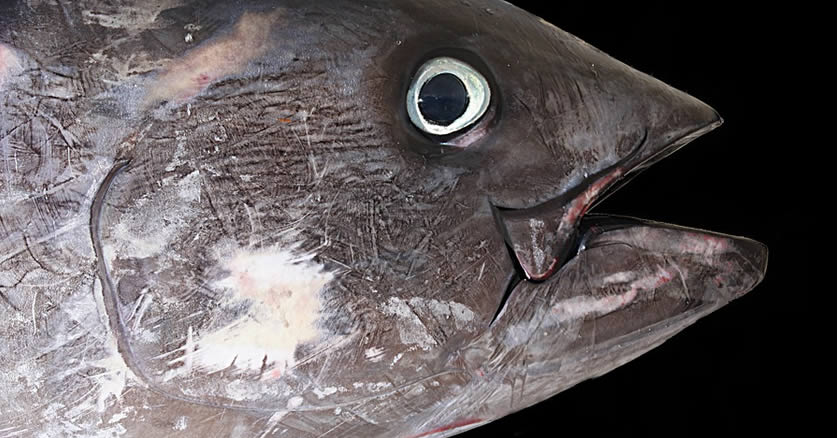 Atun mercurio